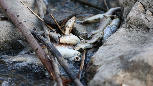 Ceyhan Nehri'ndeki balık ölümleri için inceleme başlatıldı