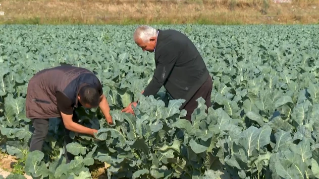 Çiftçiler ekim yağmurlarıyla rahat bir nefes aldı