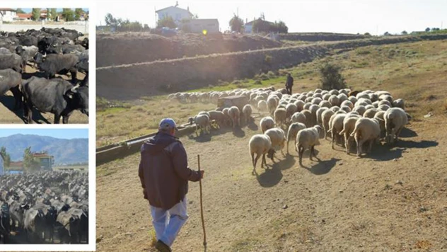 Çiftçilere tarımsal destek ödemesi yapıldı!