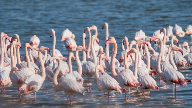 Çukurova Deltası kış aylarında da çok sayıda kuş türüne ev sahipliği yapıyor