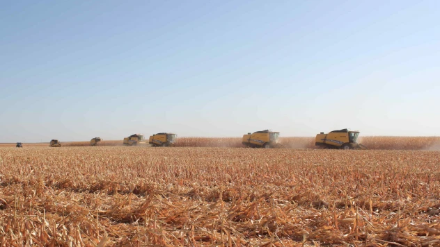 Dane mısır hasadında rekor hedef