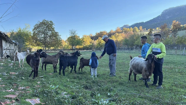 Dede, çoban mesleğini ikiz torunlarına da öğretmeye çalışıyor
