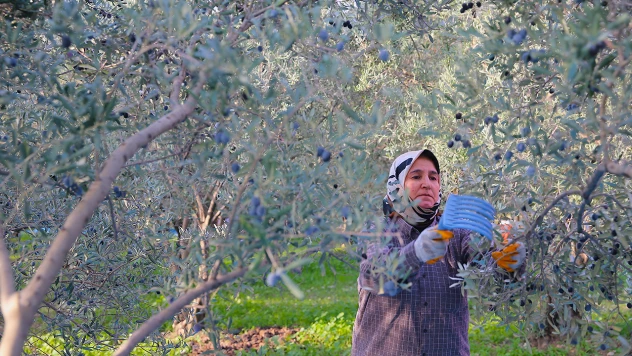 Deprem bölgesinde 201 bin ton zeytin rekoltesi bekleniyor