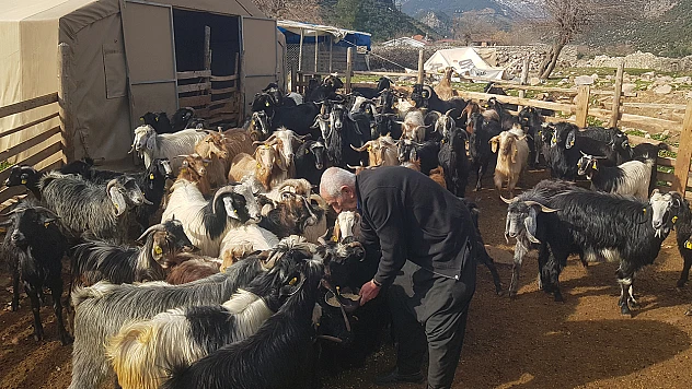 Depremde hayvanlarını kaybeden üretici, devlet desteğiyle yeniden sürü sahibi oldu