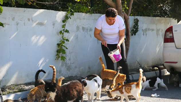 Depremzede kadın, sahipsiz kedilere kucak açtı
