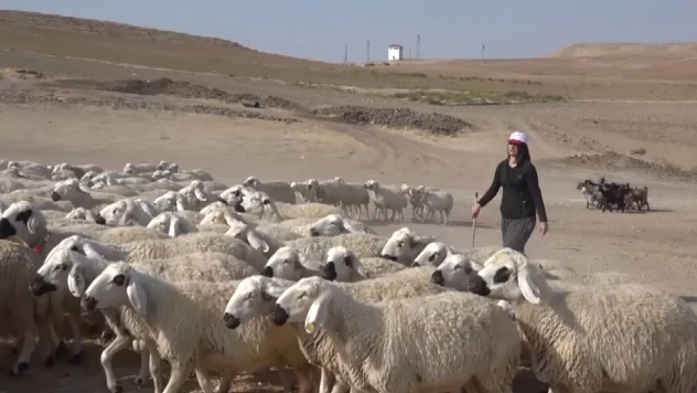Devlet desteğiyle besiciliğe başlayan kadın 250 hayvana ulaştı