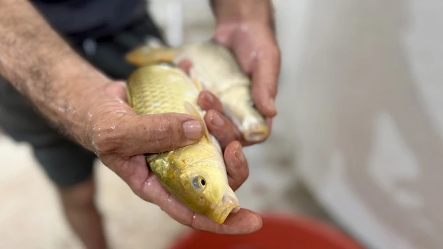 Devlet desteğiyle kurulan tesiste ilk sazan yavruları üretildi
