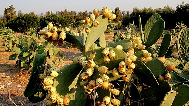 Dikenli incir dondurma oluyor