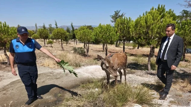 Doğaya bırakılan geyik Salda Gölü'ne indi