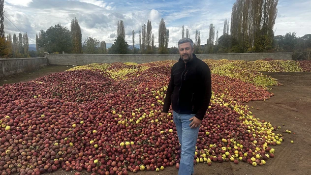 Döküntü elmalar meyve suyu olmak için toplanıyor