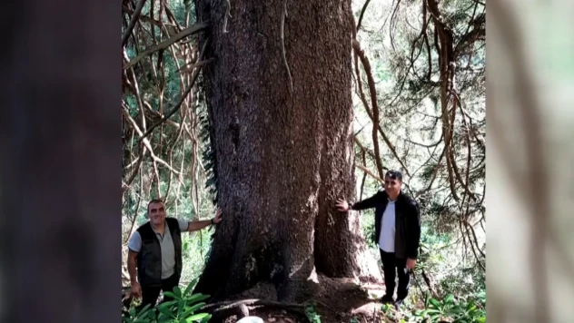 Dünyanın en büyük çaplı doğu ladini Türkiye'de