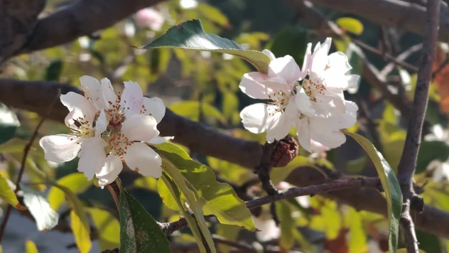 Elma ağacı kasımda çiçek açtı
