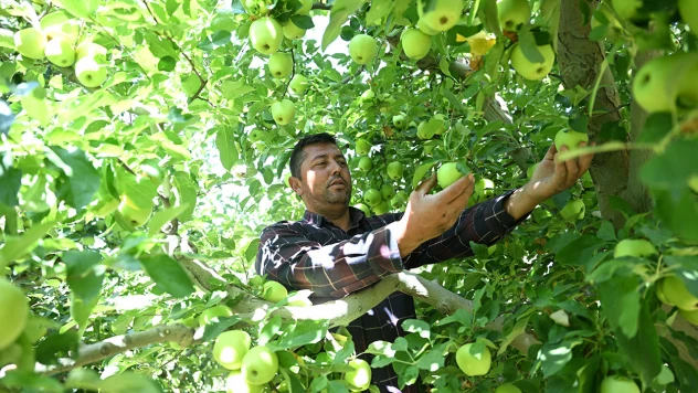 Elma bahçesini zirai dondan koruyan üretici hasada başladı