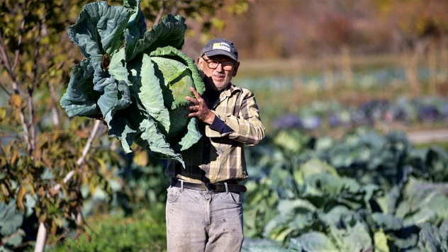 Emekli Bilal Tozluklu, ata tohumuyla lahana yetiştiriciliğini gelire dönüştürdü