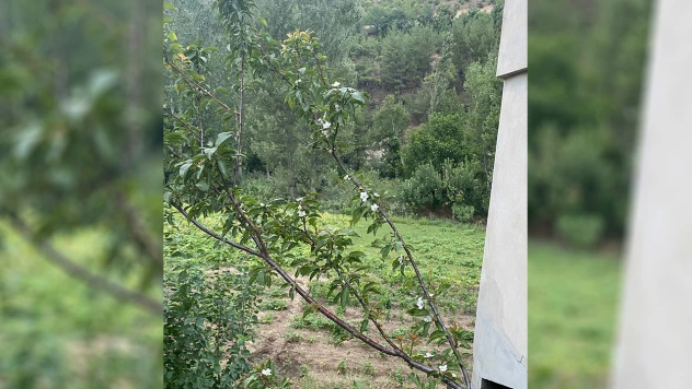 Erik ağacını görenler dönüp bir daha baktı