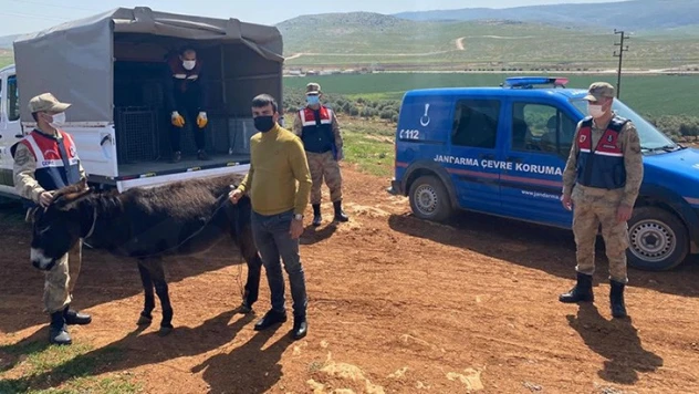 Eşeğe şiddet uygulayan kişiye 1033 lira ceza verildi