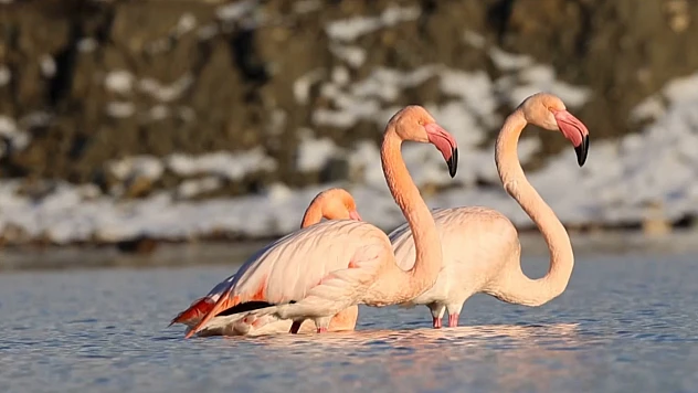 Ezine Çayı'na gelen flamingonlar renkli görüntüler oluşturdu