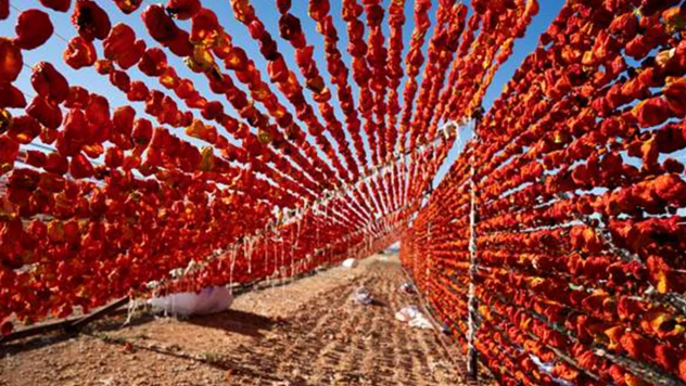 Gaziantep'in kurutmalık biber geleneği
