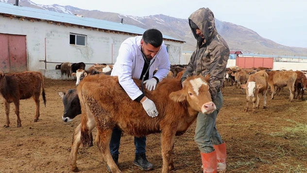 Genç veteriner, baba mesleği hayvancılığı modern yöntemlerle sürdürüyor