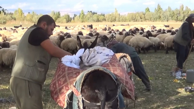 Göçerlerin yaylalardan dönüş yolculuğu sürüyor
