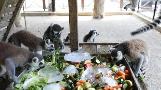 Hayvanlar, buzlu meyve kokteyli ve suyla serinliyor