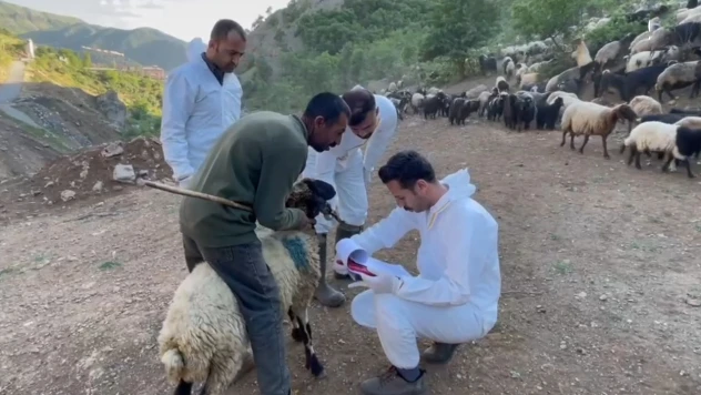 Hayvanlarını yaylalara götüren göçerlere mobil hizmet