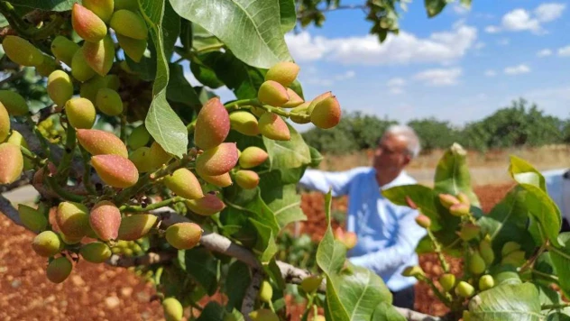 İklim şartları Antep fıstığını vurdu! Rekolte düşük bekleniyor