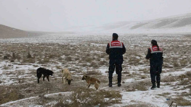 Jandarma, -7 derecede hayvanlara yem bıraktı