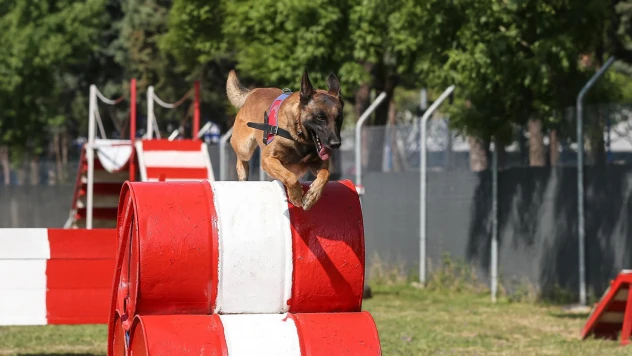 Jandarmanın Hassas Burunları, 7/24 göreve hazır bekliyor