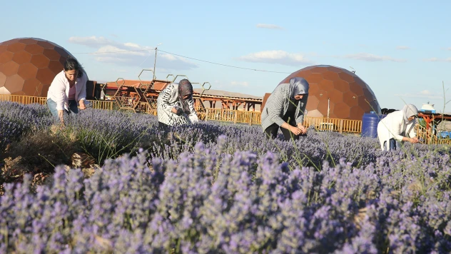 Kahramanmaraş'ın mor tarlası kadınlara emanet