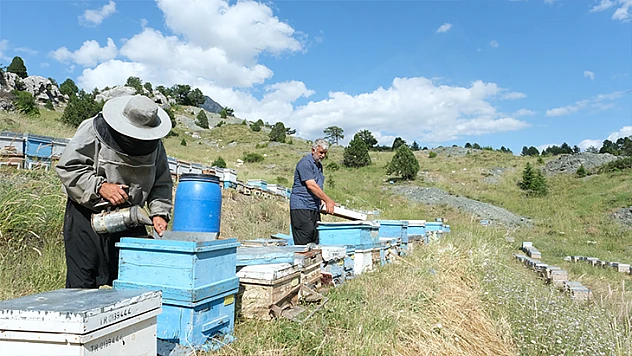 Kahramanmaraş'ın ormanlarından bal akıyor