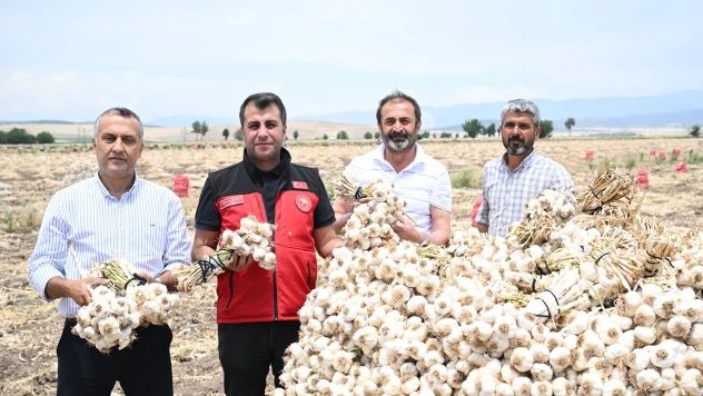 Kahramanmaraş'ın verimli topraklarında sarımsak hasadı başladı