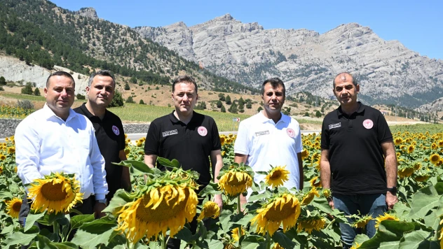 Kahramanmaraş'ta 16 bin 500 dekar ayçiçeği tarlası bereket saçıyor