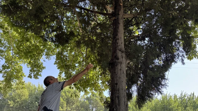 Kahramanmaraş'ta ağaçta mahsur kalan yavru kediyi güvenlik görevlisi kurtardı