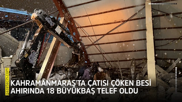 Kahramanmaraş'ta çatısı çöken besi ahırında 18 büyükbaş telef oldu