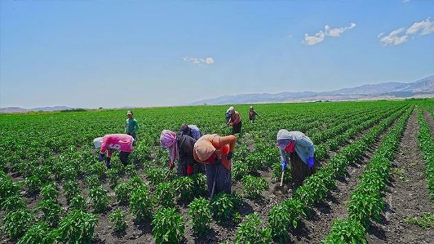 Kahramanmaraş'ta dağıtılan 2,5 Milyon adet fide desteği çiftçinin yüzünü güldürdü