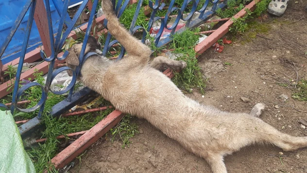 Kahramanmaraş'ta demir korkuluklara sıkışan köpeği itfaiye kurtardı