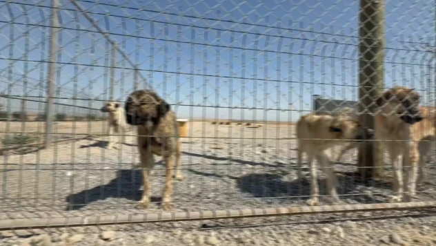 Kahramanmaraş'ta köpeklerin zehirlendiği iddiasına ilişkin 1 şüpheli gözaltına alındı