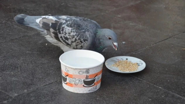 Kahramanmaraş'ta yaralı posta güvercini tedavi altına alındı