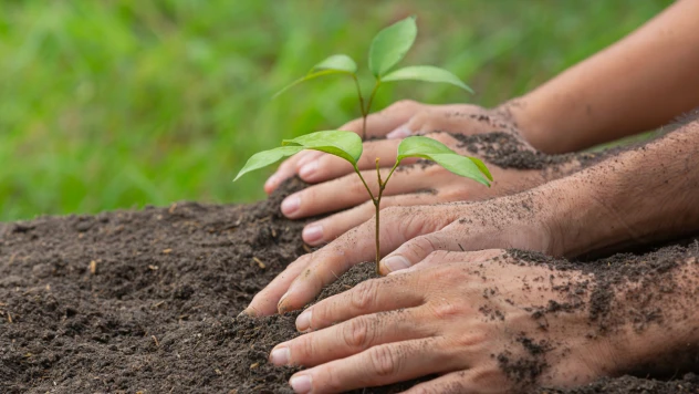 Kahramanmaraş'ta yüzde 50 hibeli fidan desteği ek başvurusu başladı