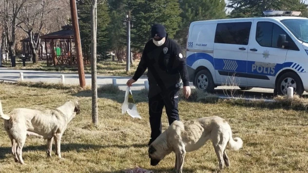 Kahramanmaraş'ta sokak hayvanları unutulmadı