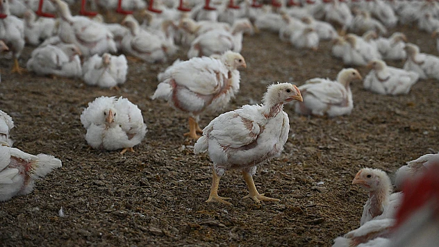 Kanatlı eti ihracatının sınırlandırılmasına yönelik tedbirler hayata geçti