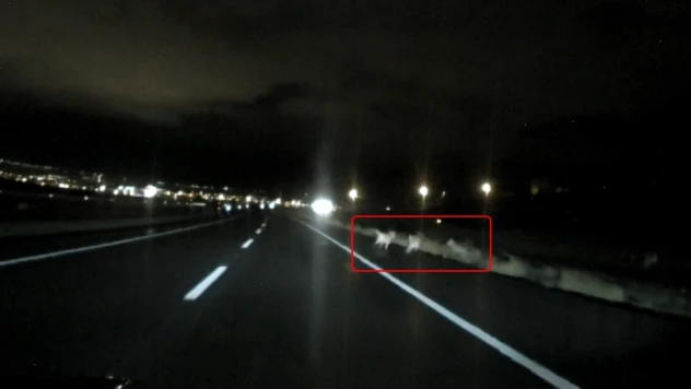 Kar yağışı sonrası kurtlar şehre indi