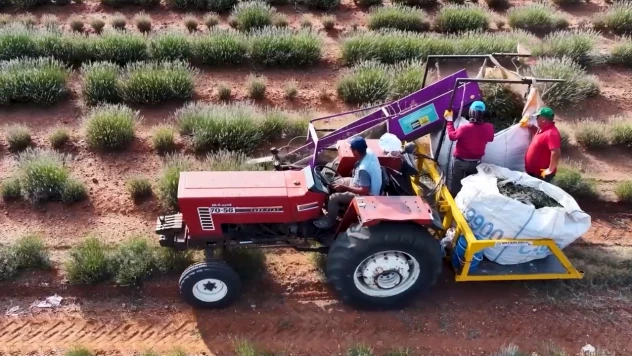 Kıraç arazileri değerlendiren çiftçilerin yüzü lavantayla güldü