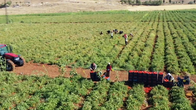 Kiraladıkları tarlalarda çadır kurup sebze yetiştiriyorlar
