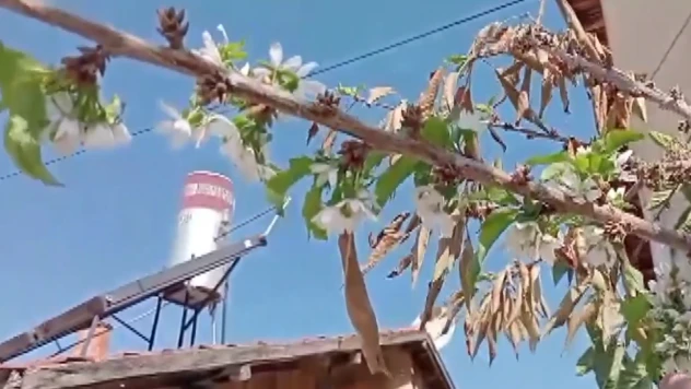 Kiraz ağaçları yeniden çiçek açtı