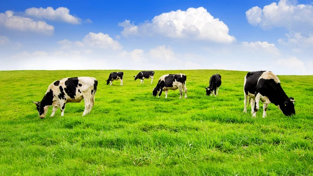 Kırsalda Bereket Hayvancılığa Destek Projesi'nde ilk teslimatlar başlıyor