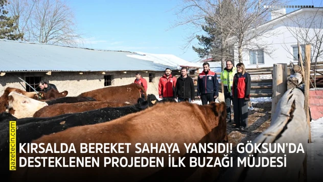 Kırsalda bereket sahaya yansıdı! Göksun'da desteklenen projeden ilk buzağı müjdesi