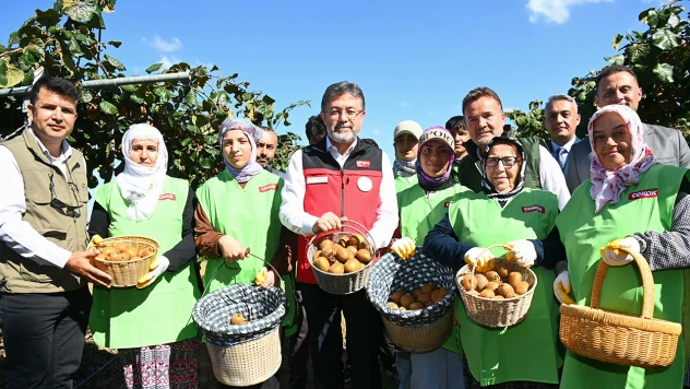 Kivi hasadı başladı
