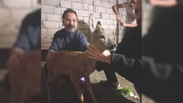 Köpeklerin saldırısına uğrayan yavru karaca tedavi edildi